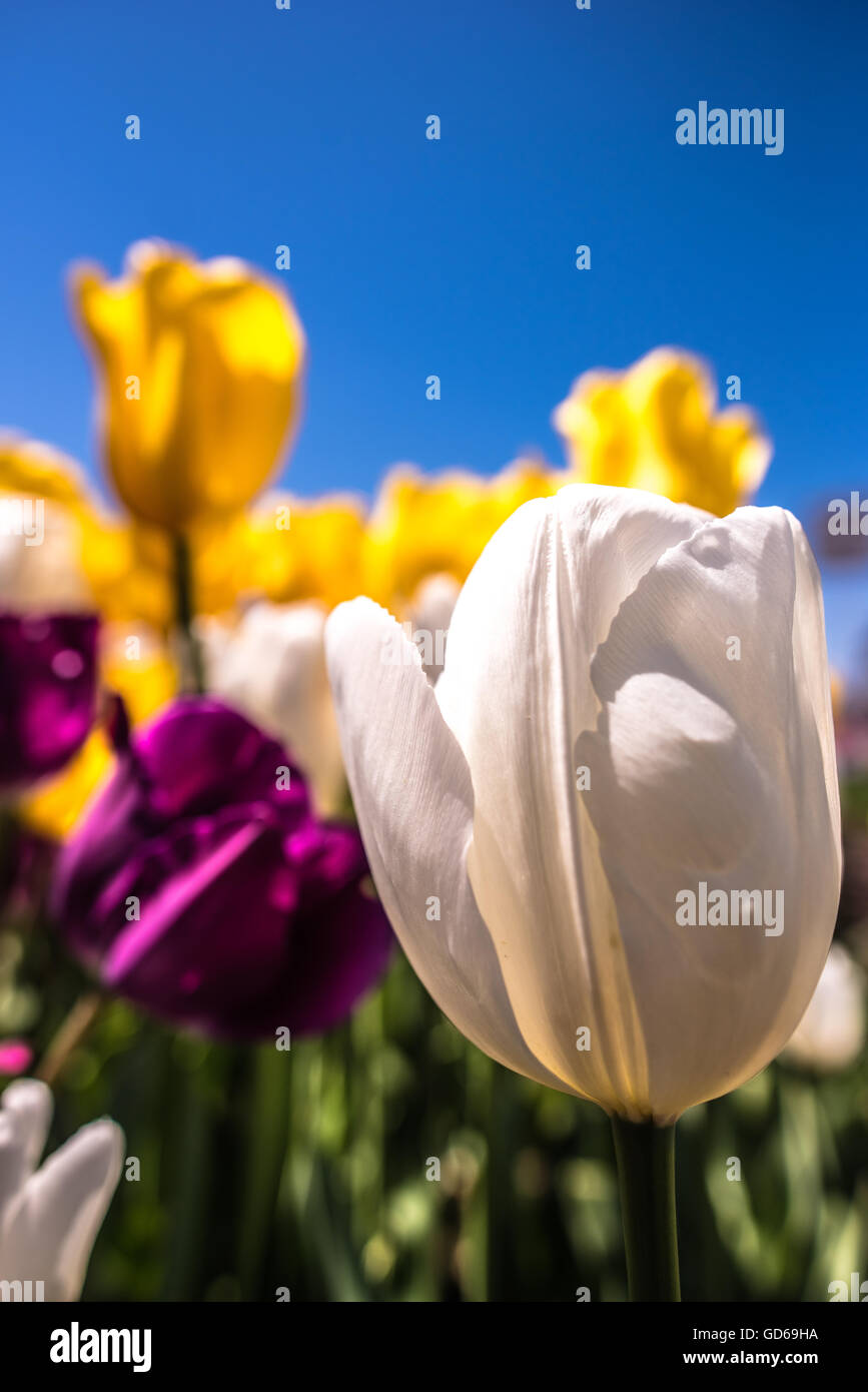 Close up selective focus on a white tulip in a flowerbed with purple and orange flowers in the background under a sunny blue sky Stock Photo