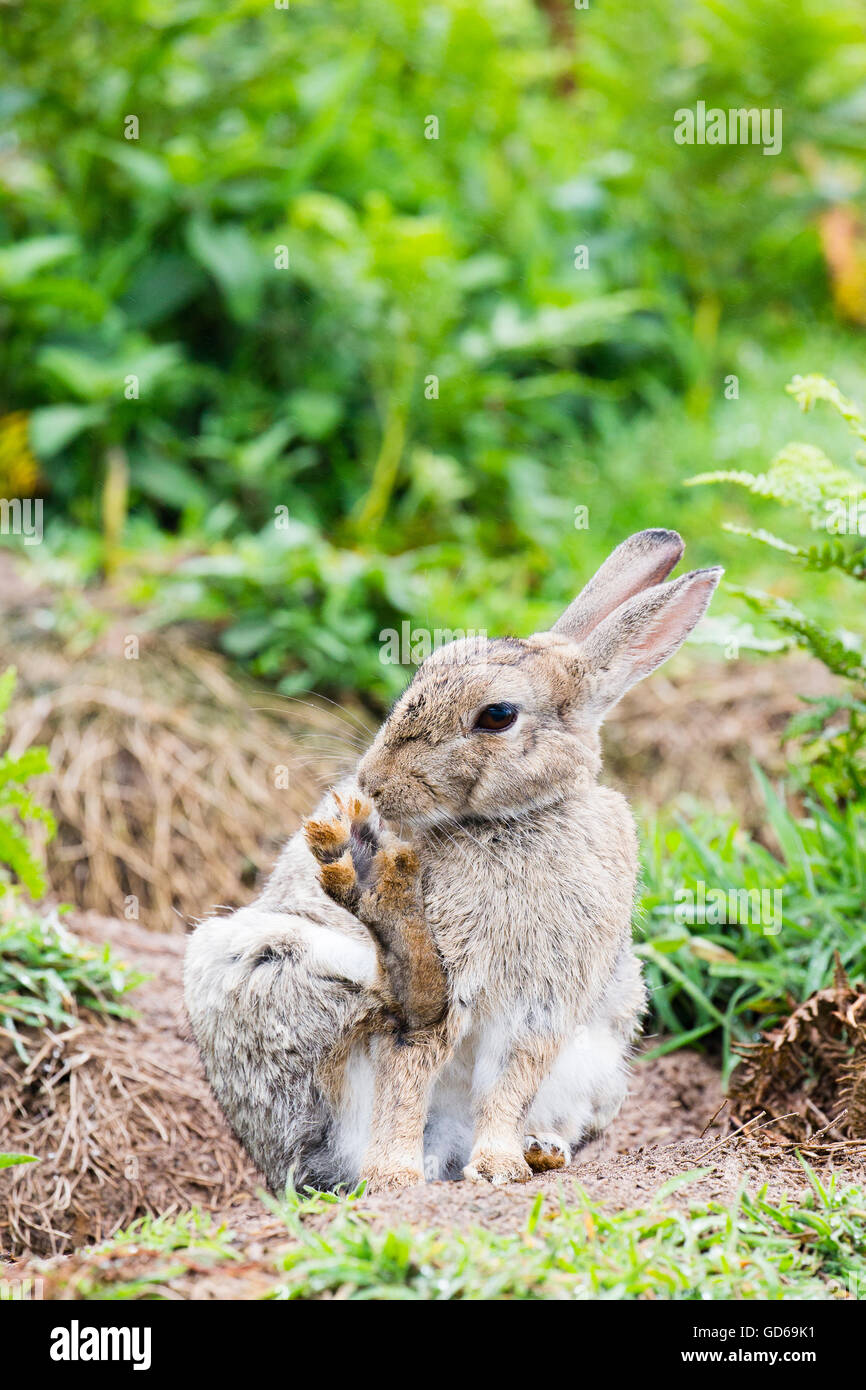 Skomer Rabbits A wild rabbit on Skomer Island, Pembrokeshire Stock Photo - Alamy