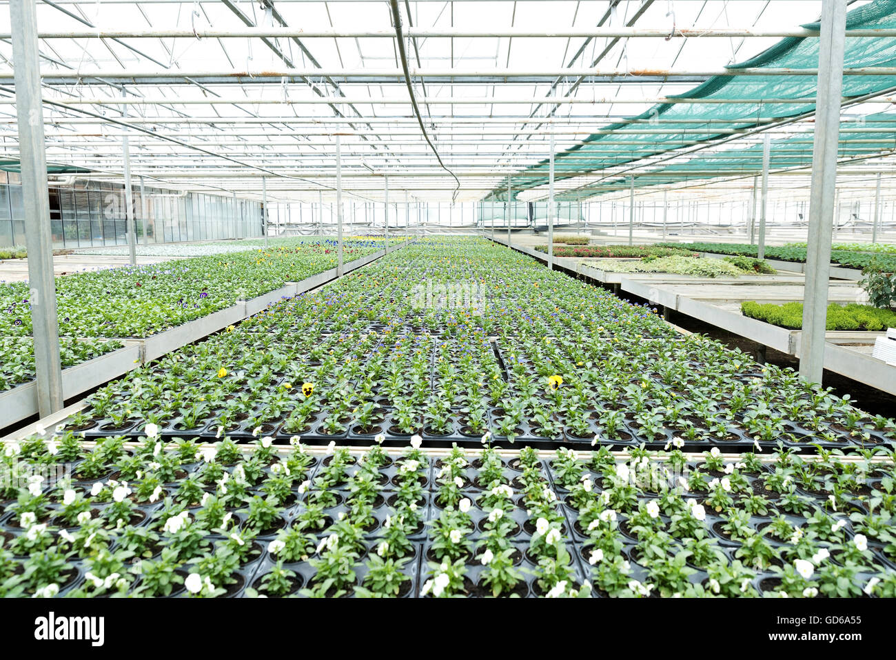 Interior of a greenhouse, full of growing flowers and plants Stock ...
