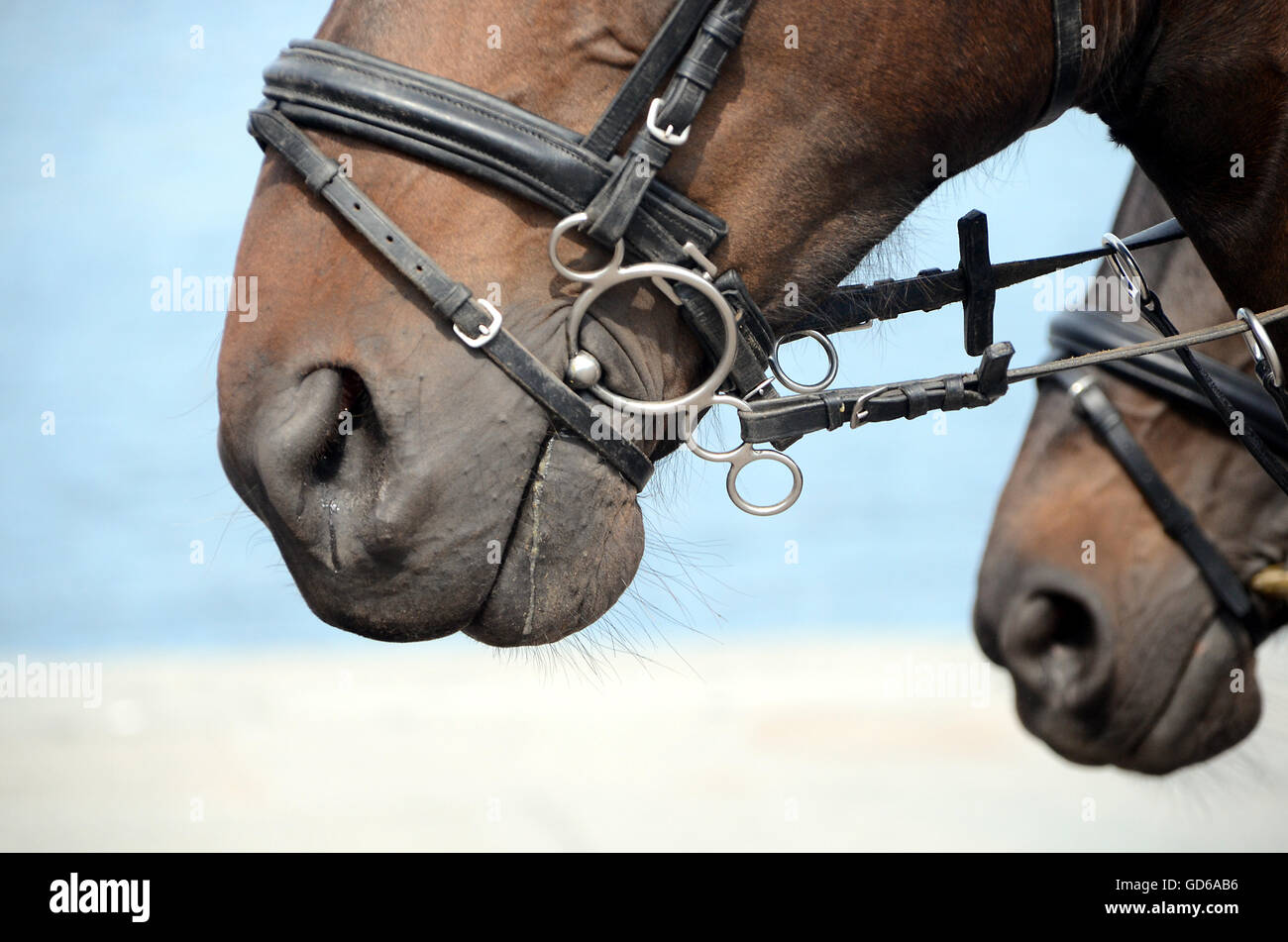 The mouth-nose region of a horse, with a bit in the mouth. Stock Photo