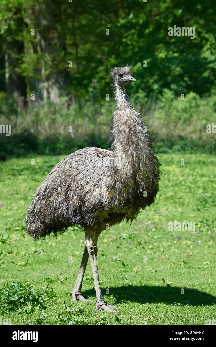 Emu standing in grass in its habitat Stock Photo