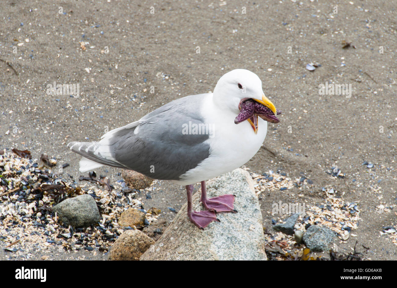 Seagull eating a starfish Stock Photo - Alamy
