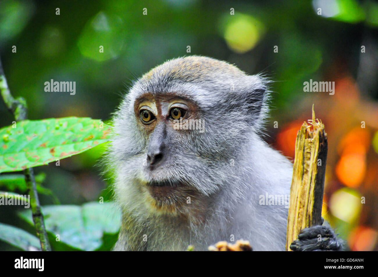 Portrait of a Sumatran Maqaque Monkey from Bukit Lawang Rainforest, Sumatra, Indonesia Stock Photo