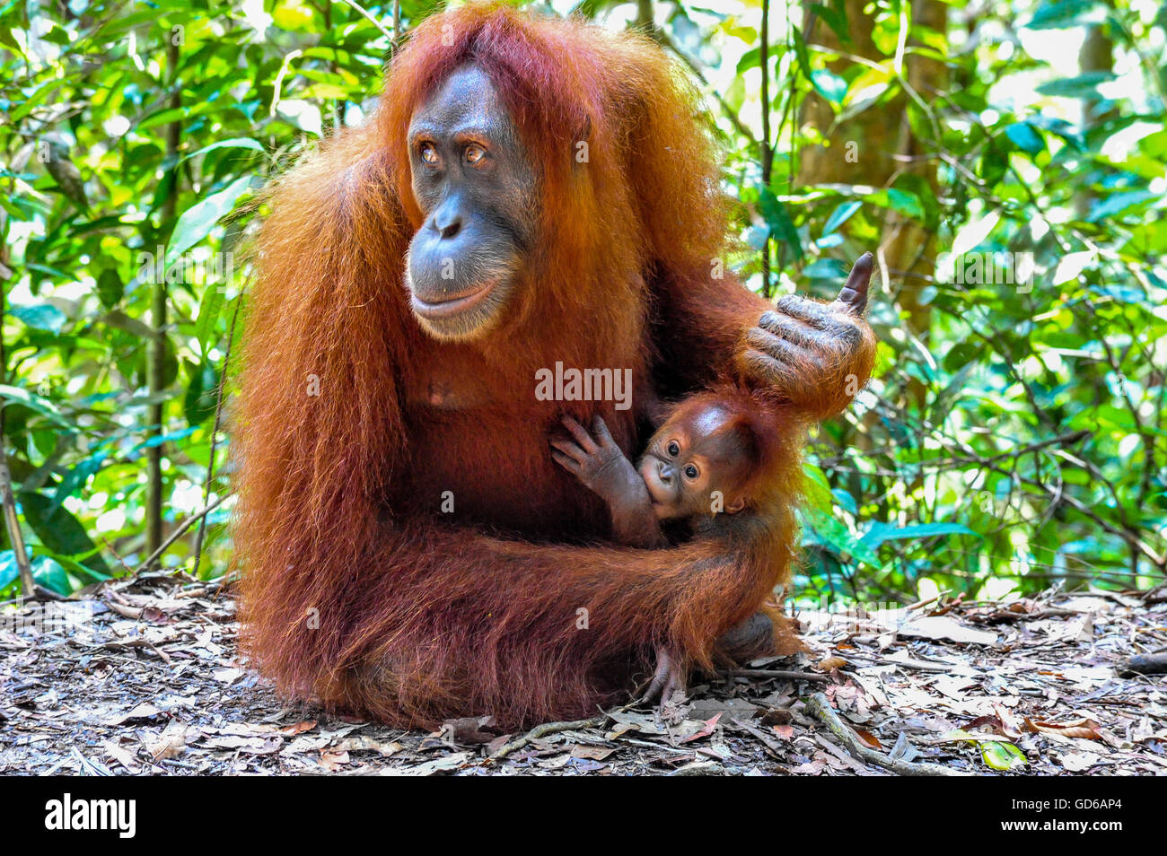 Portrait of a Mother Sumatran Orangutan with her baby in Bukit Lawang Rainforest of Indonesia Stock Photo