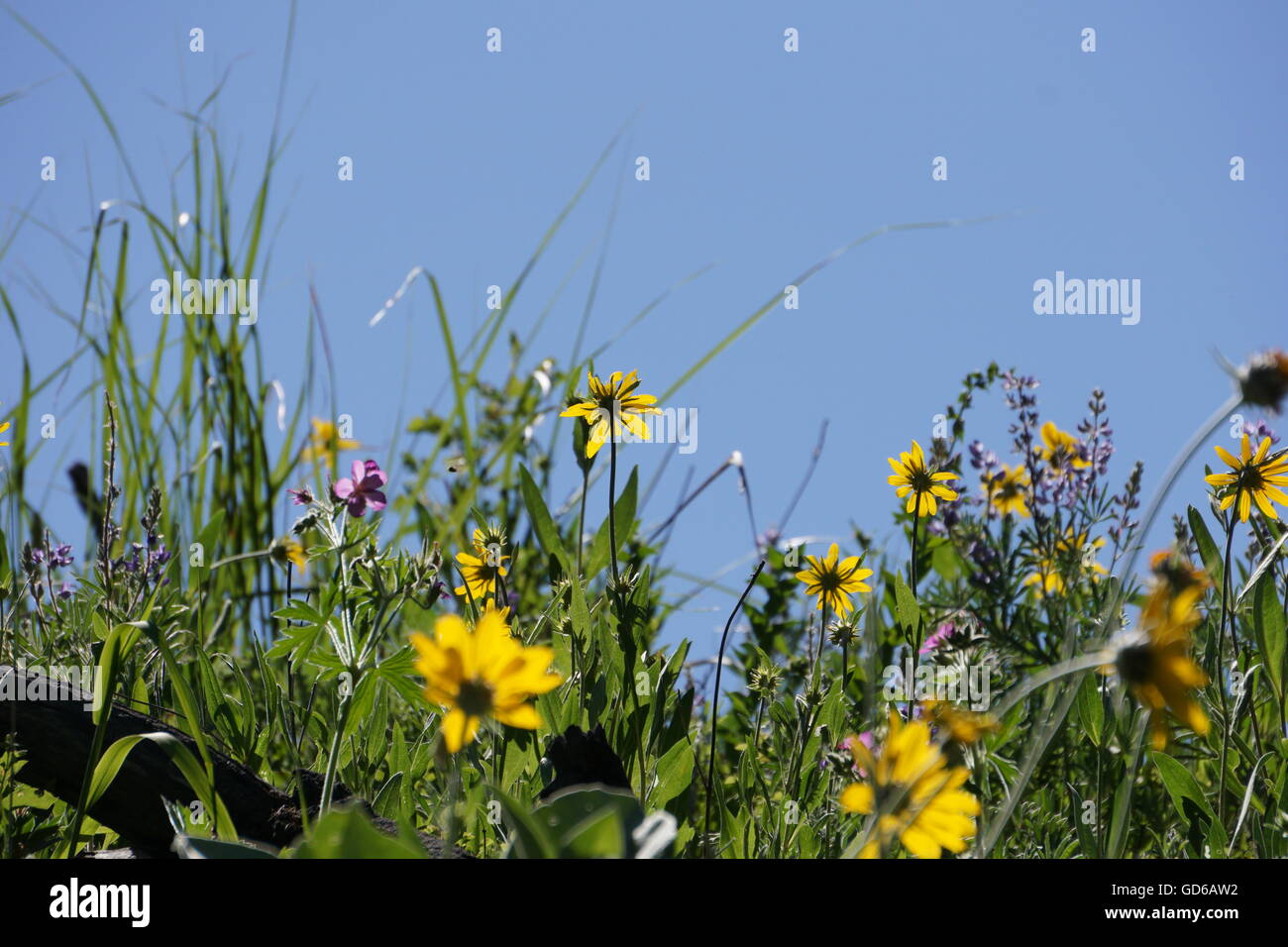 Meadow full of Arrowleaf Balsamroot (Balsamorhiza sagittata) wild flowers, Yellowstone National Park Stock Photo