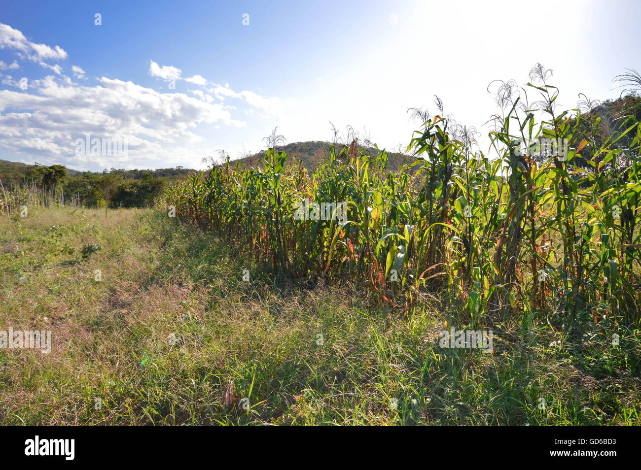 Small corn plantation lit by the sunlight in the fields near San