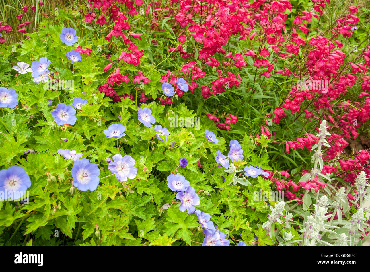 Geranium rozanne hi-res stock photography and images - Alamy