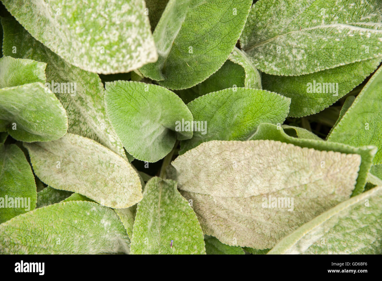 Stachys byzantina 'Big Ears' or lamb's ear 'Big Ears' Perennial Shrub