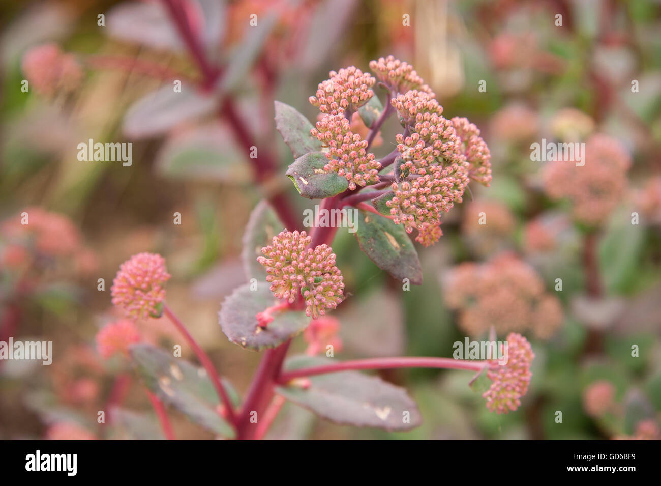 Detailed image of a red sedum in flower photographed in the summer season Stock Photo