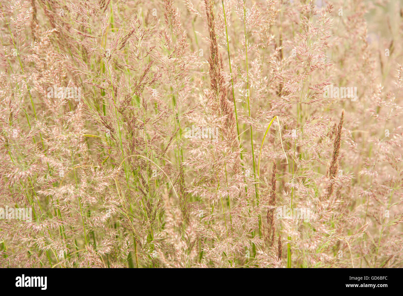 Landscape colour image of a Calamagrostis × acutiflora 'Overdam' grass perennial plant in flower taken in the autumn Stock Photo