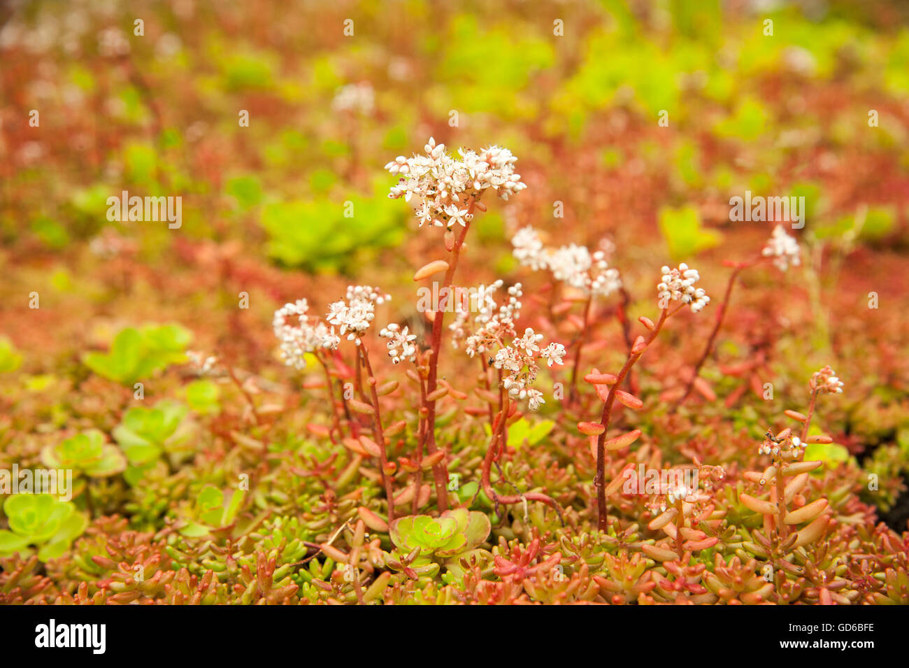Close up detail of a bicycle shed roof Sedum with white flowers with red and green leaves found within a garden Kent Stock Photo