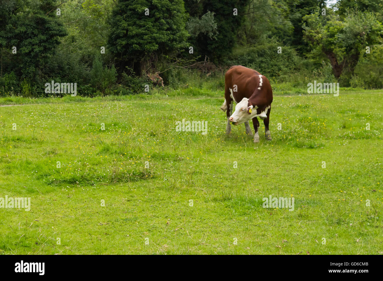A brown and white cow feeding on grass in a field Stock Photo Alamy