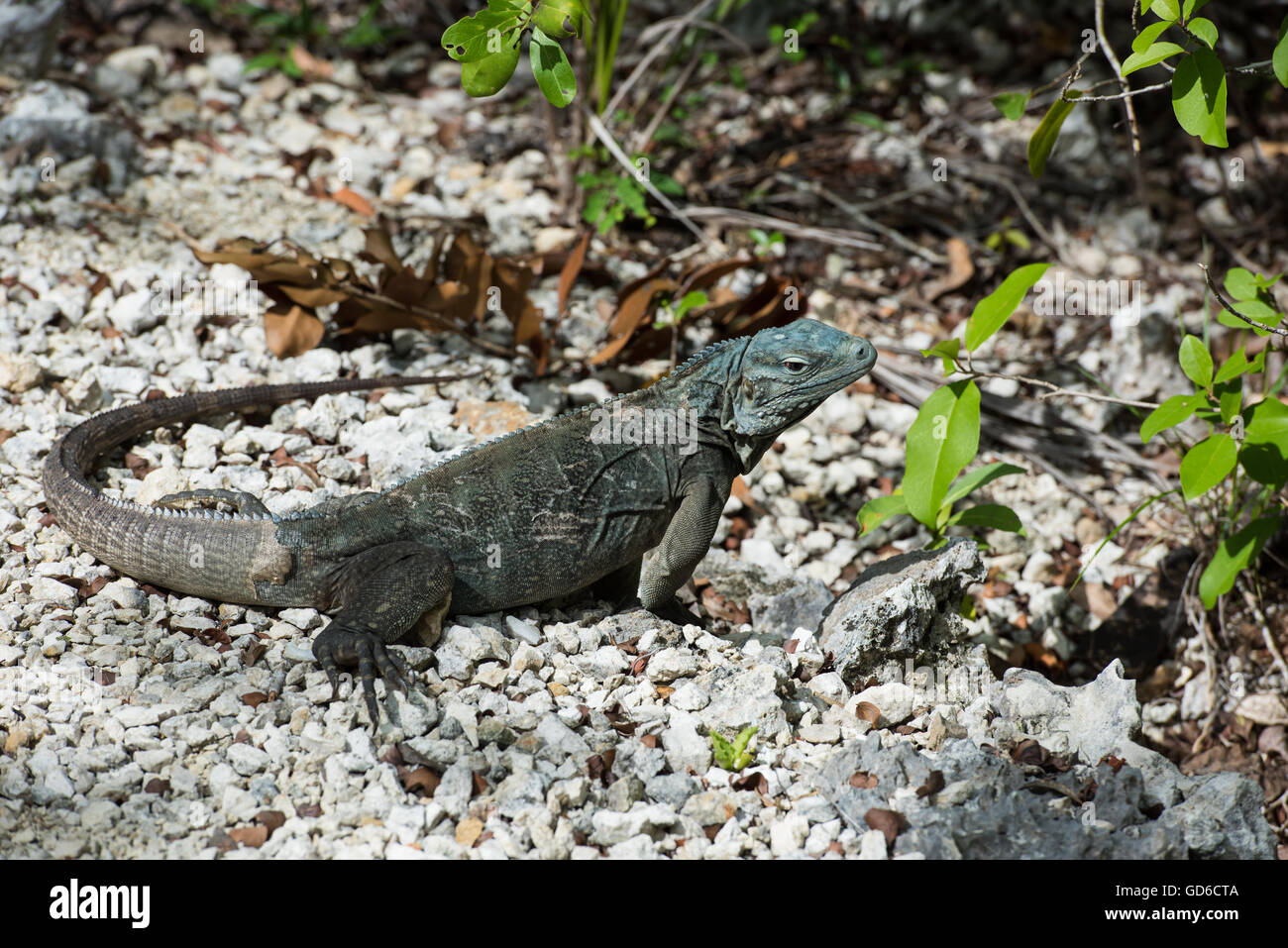 Blue Iguana, Grand Cayman Stock Photo - Alamy