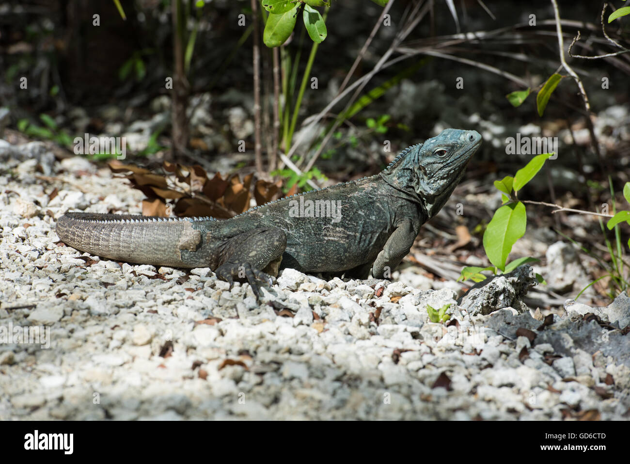 Blue Iguana, Grand Cayman Stock Photo - Alamy