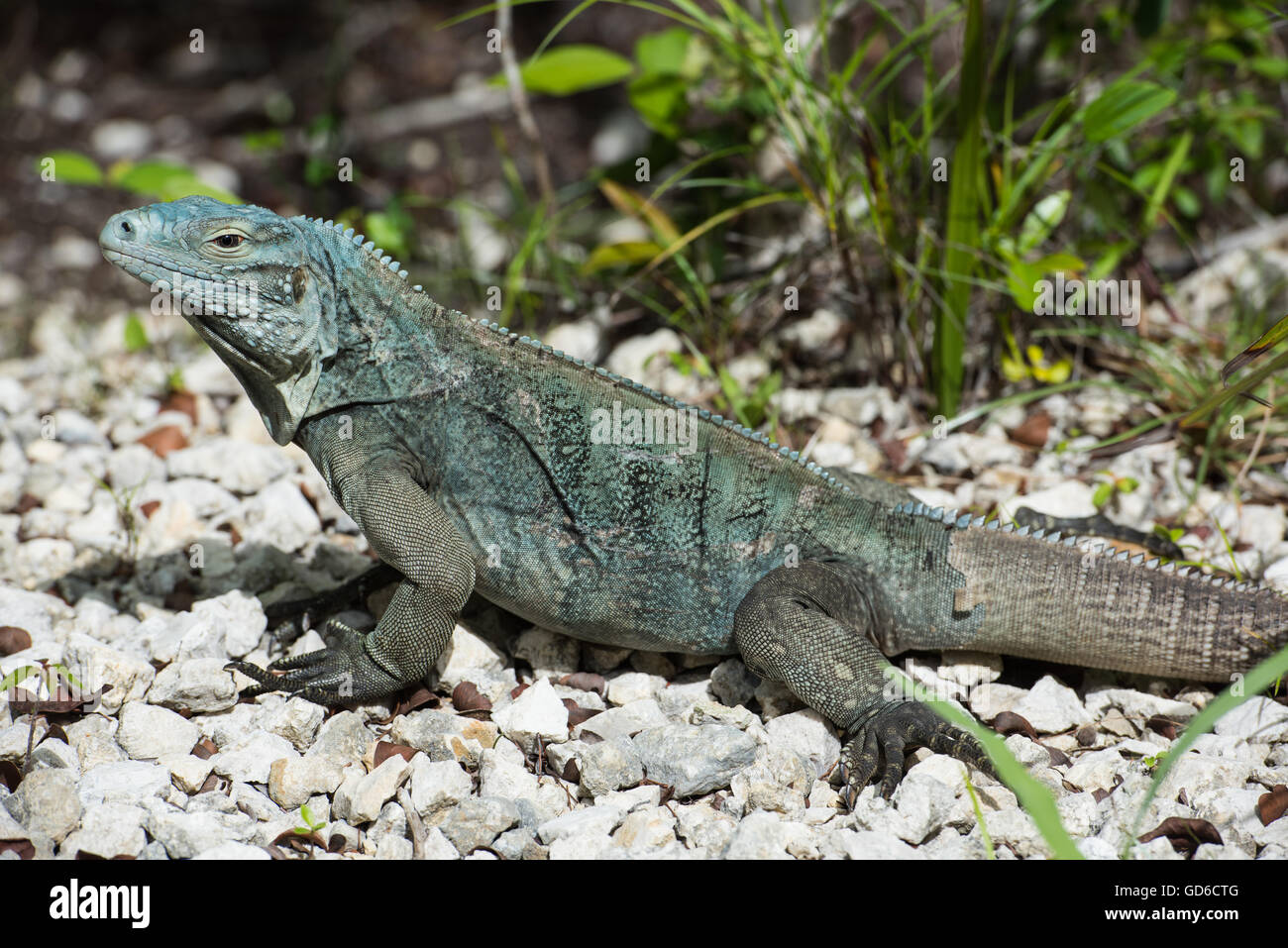 Blue Iguana, Grand Cayman Stock Photo - Alamy