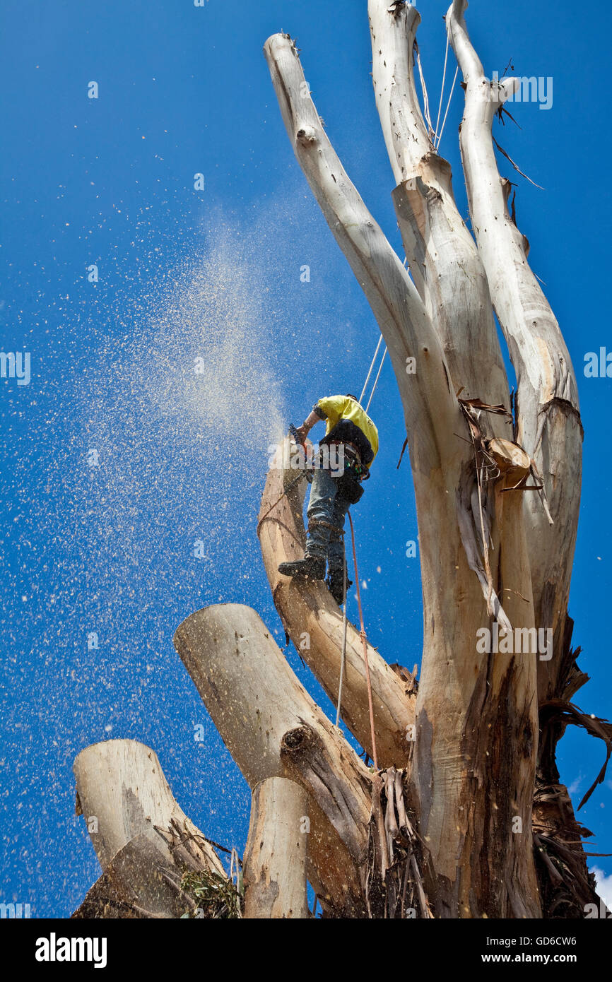Arborist climbs high to prune large eucalyptus tree with chain saw Stock Photo