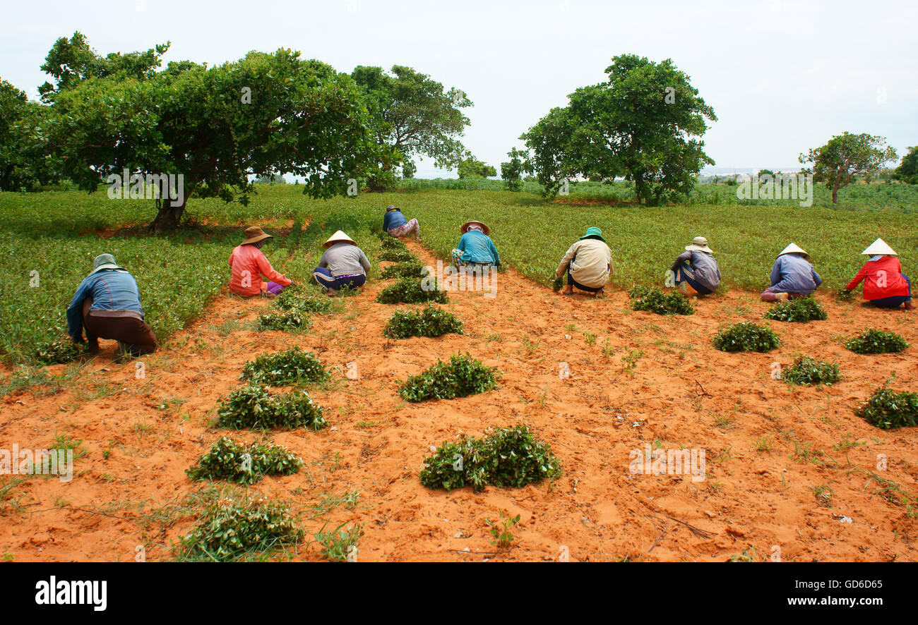 Group of Asia farmer working on agriculture plantation,  Vietnamese family  harvest peanut on red soil, crowded scene on day Stock Photo