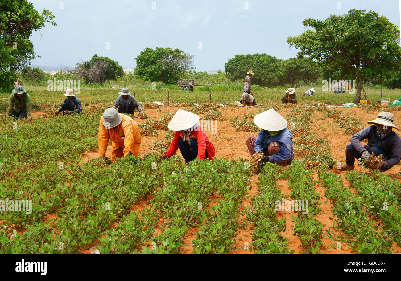 Group of Asia farmer working on agriculture plantation,  Vietnamese family  harvest peanut on red soil, crowded scene on day Stock Photo