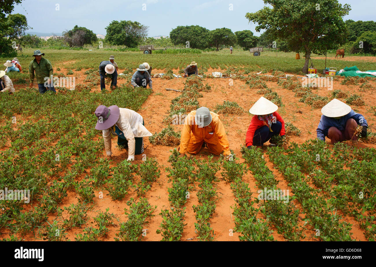 Group of Asia farmer working on agriculture plantation,  Vietnamese family  harvest peanut on red soil, crowded scene on day Stock Photo