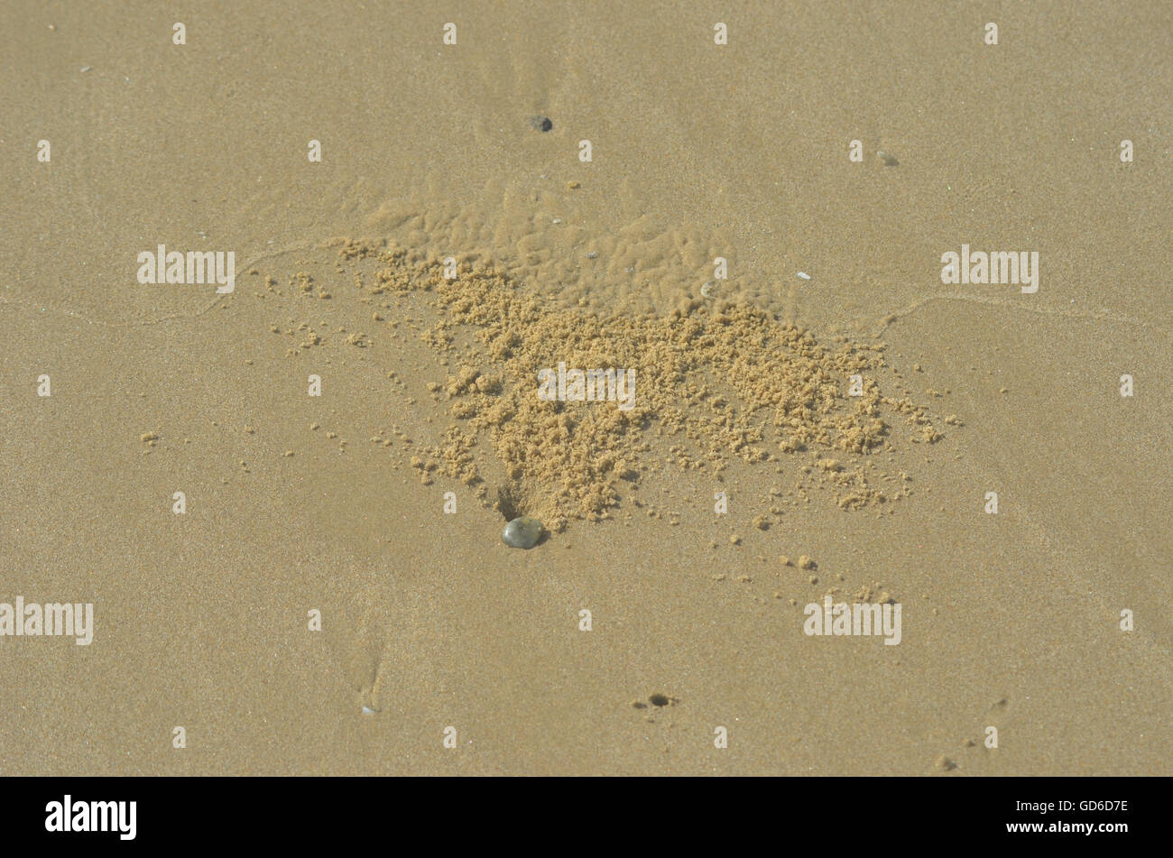 Tiny balls of sand from a crab hole on sand washed smooth by the tide Stock Photo Alamy