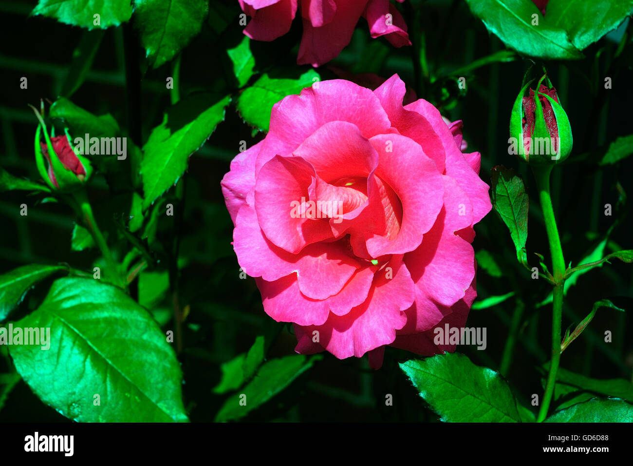 PINK ROSE IN BLOOM Stock Photo - Alamy