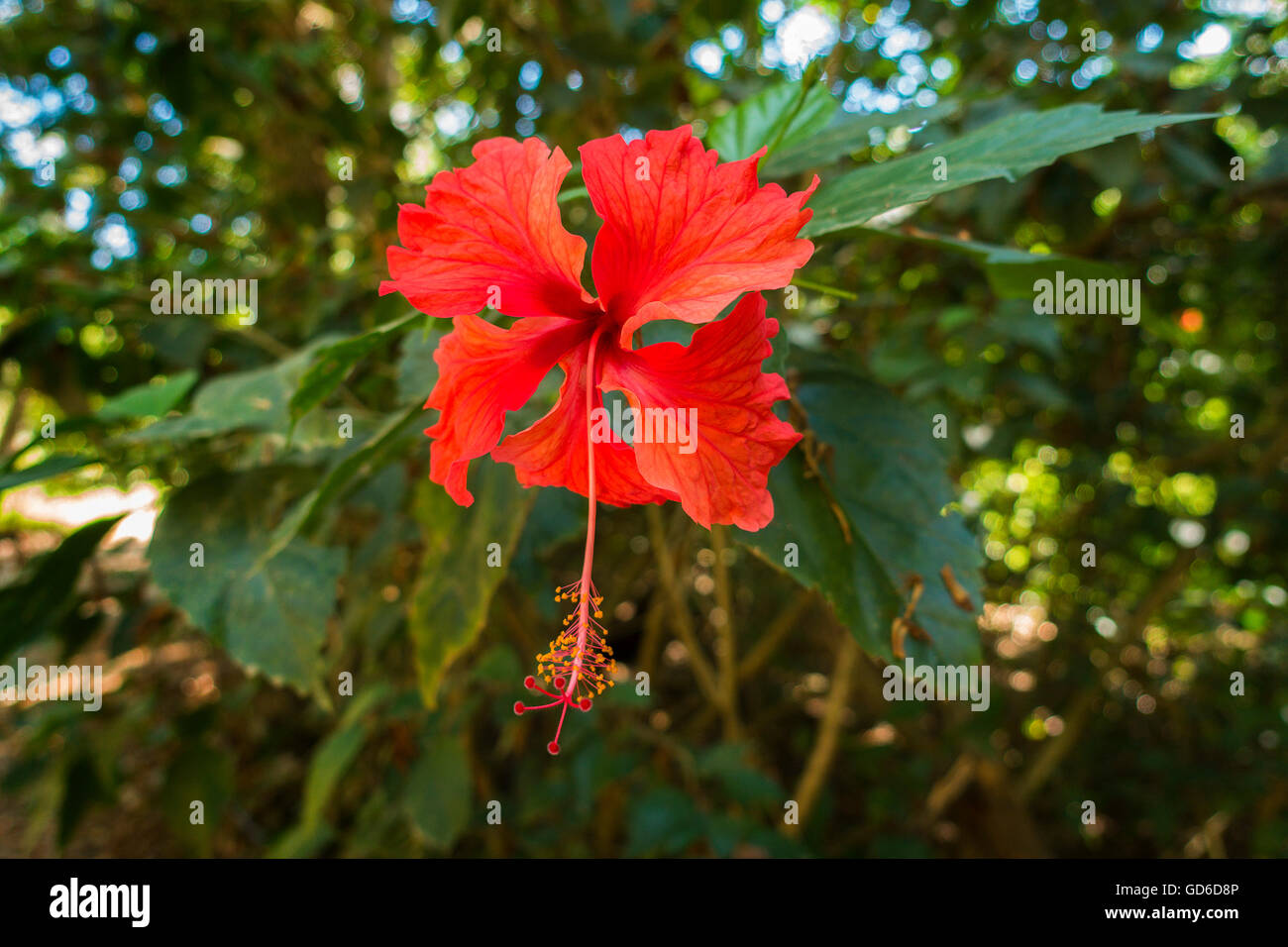 A Red Hibiscus flower (Hibiscus rosa-sinensis) in the rainforest of Quepos, Puntarenas Province, Costa Rica, Central America. Stock Photo