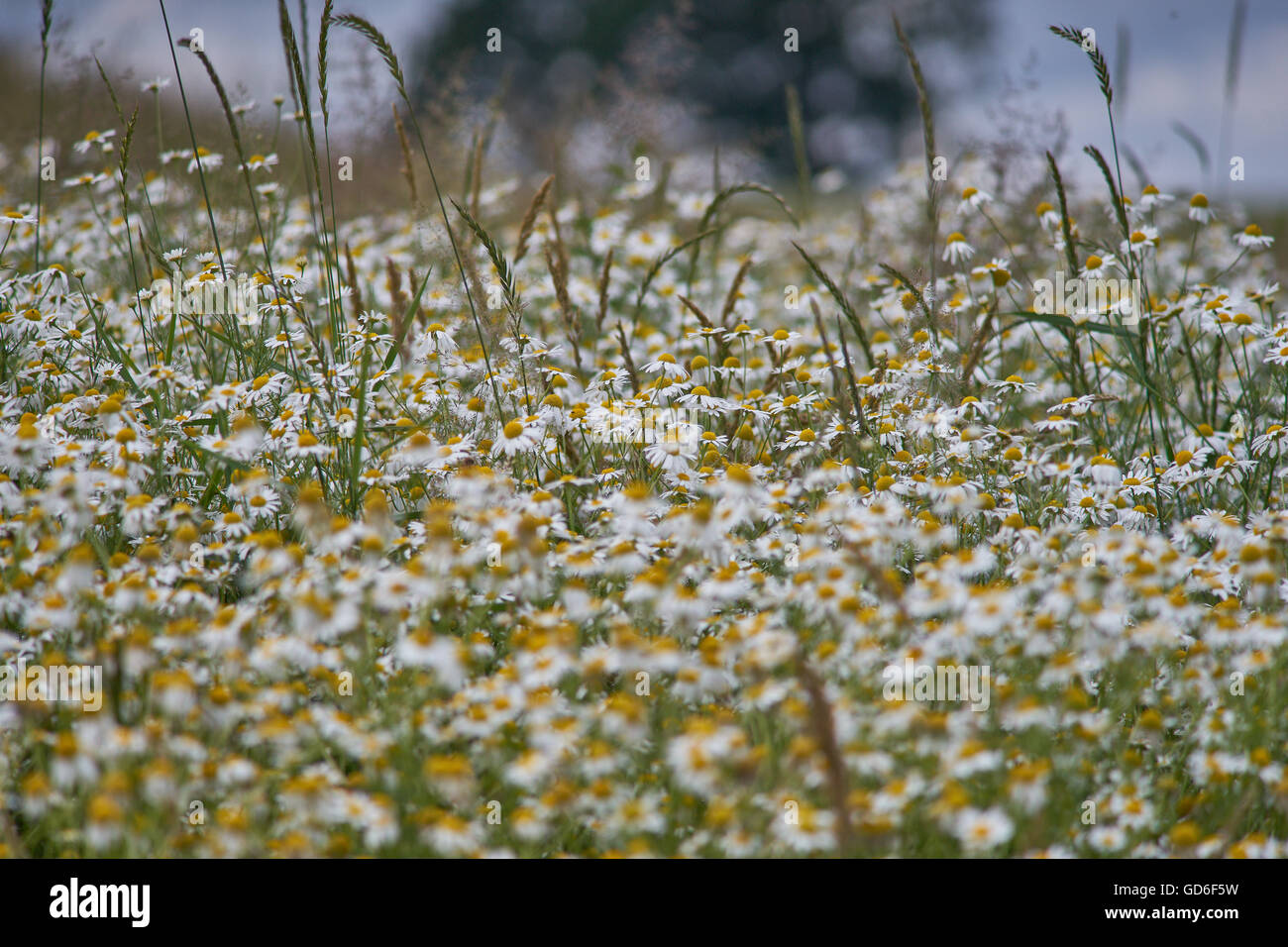 Lots of blooming wild camomiles in summer Lower Silesia Poland Stock Photo