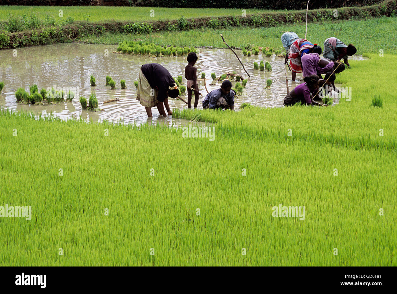 Pulling out rice seedlings Stock Photo - Alamy