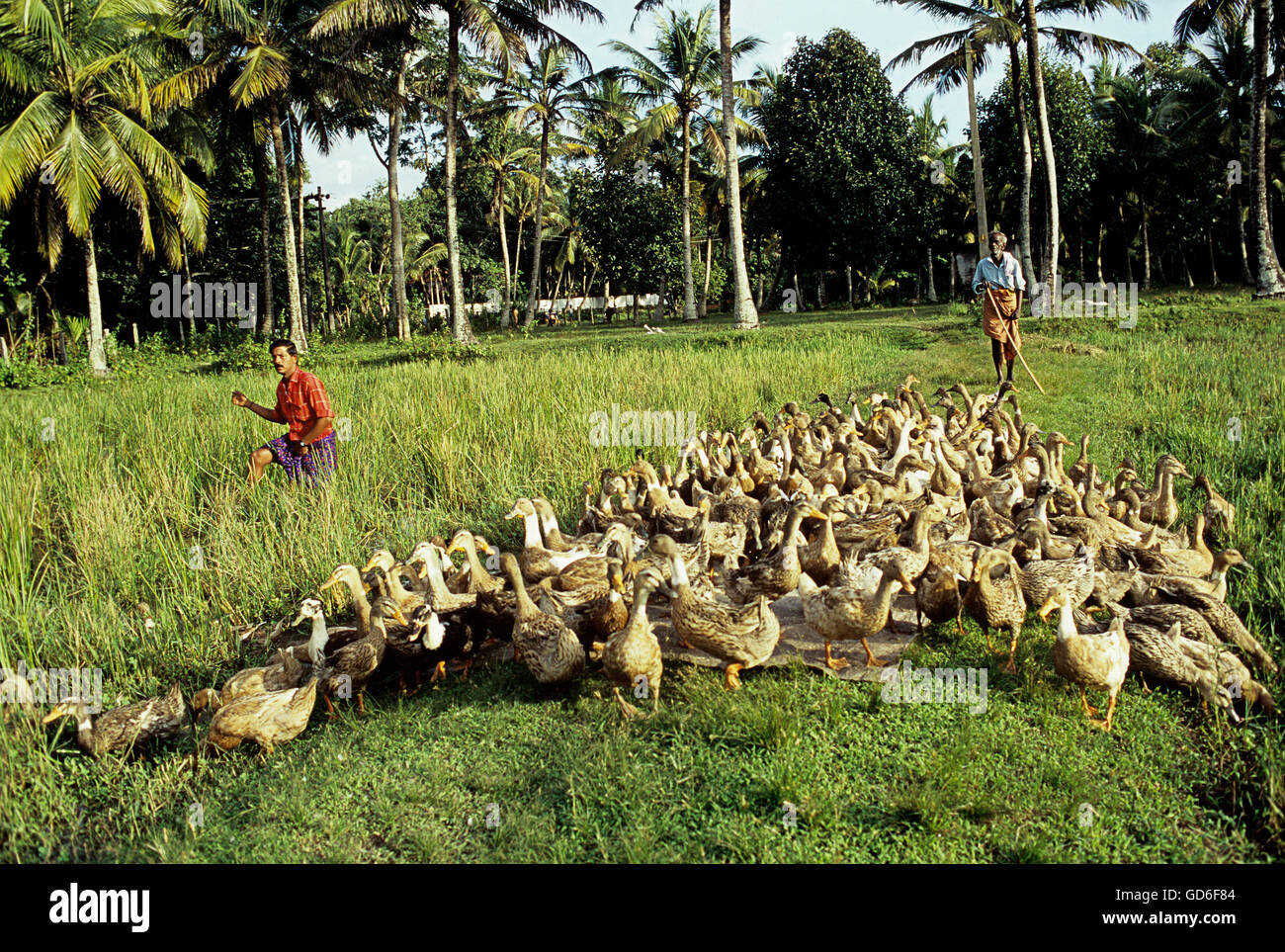 Villager herding ducks Stock Photo