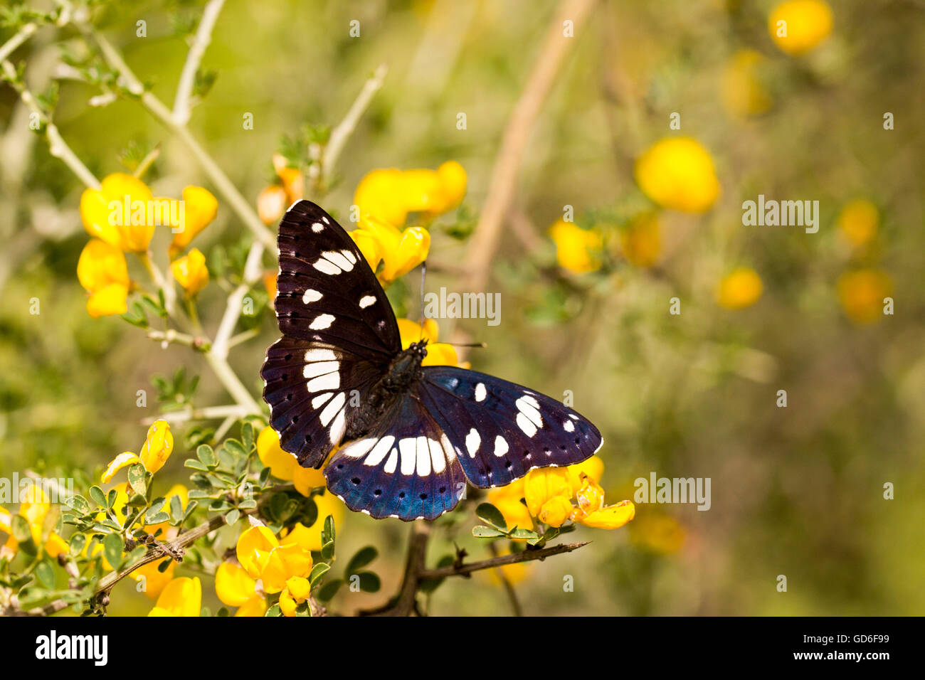 Southern White Admiral butterfly (Limenitis reducta). Photographed in Israel in April Stock Photo