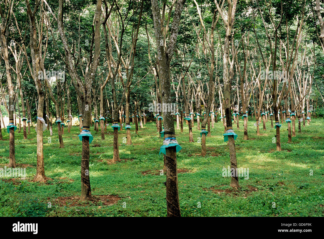 Kerala rubber trees hires stock photography and images Alamy