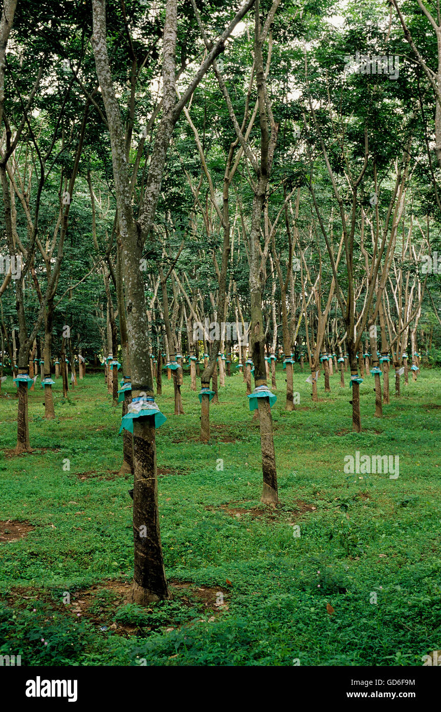 Kerala rubber plantations hires stock photography and images Alamy