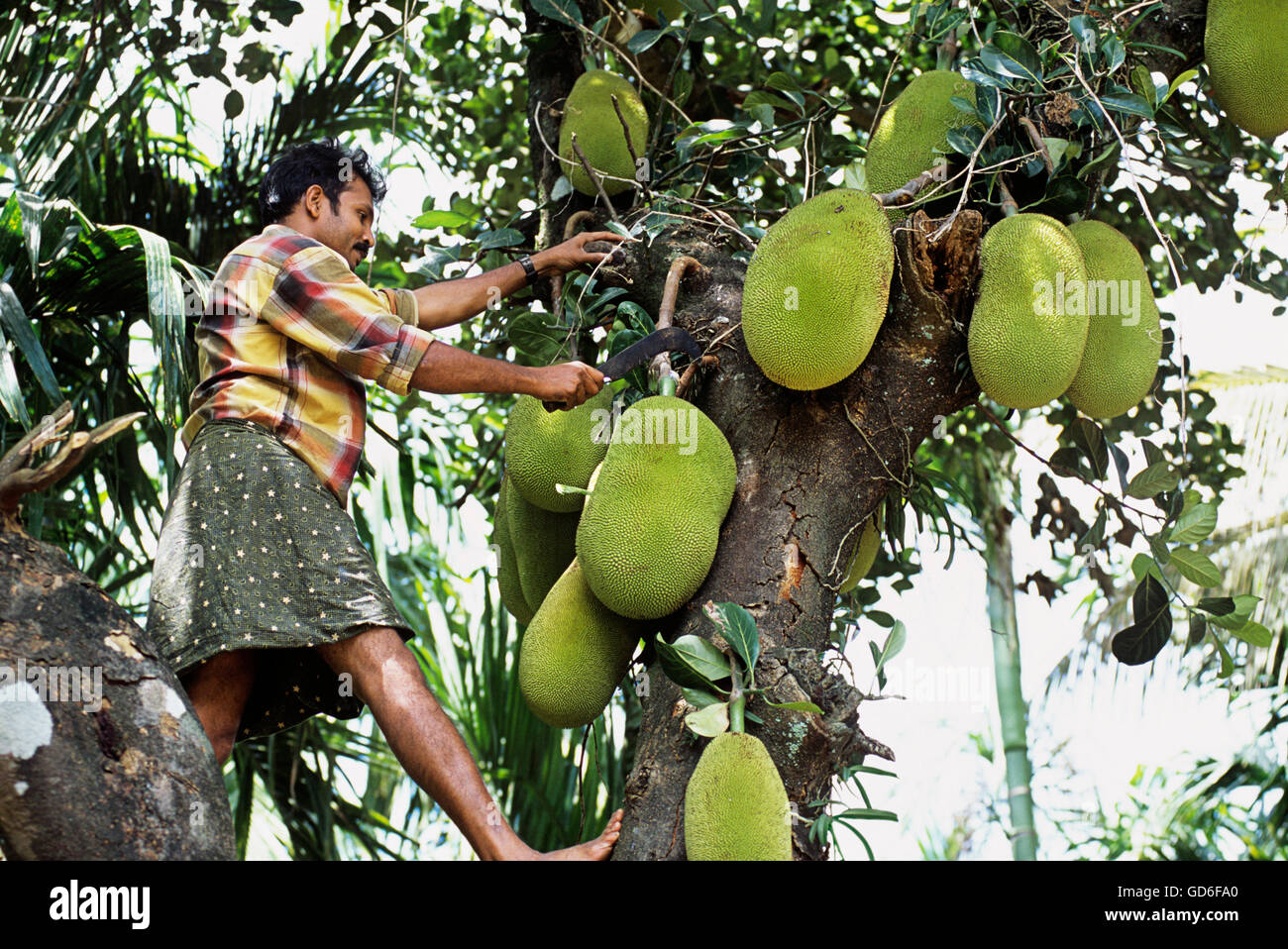 Harvesting jack fruit Stock Photo Alamy