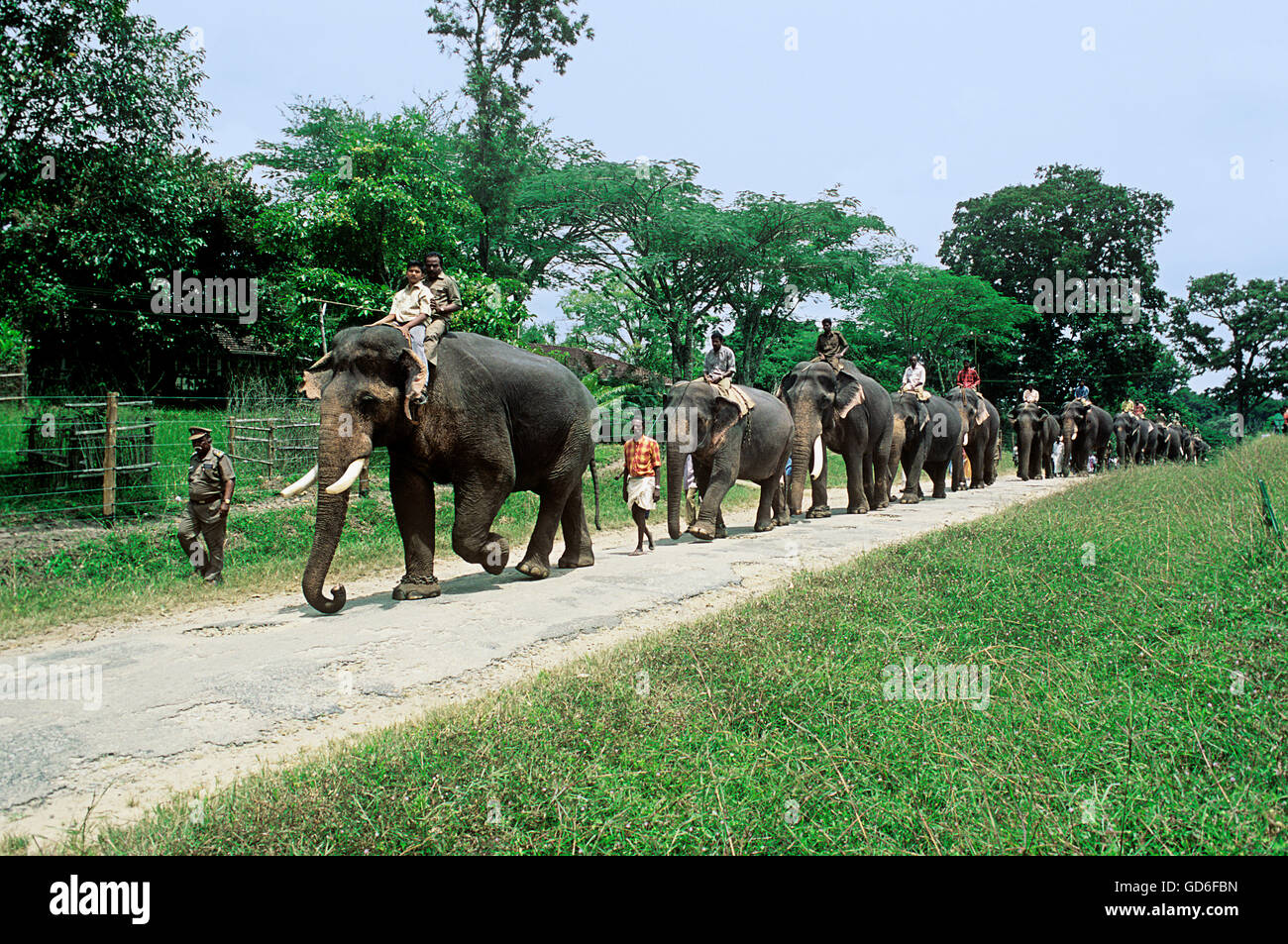 Camp elephants Stock Photo
