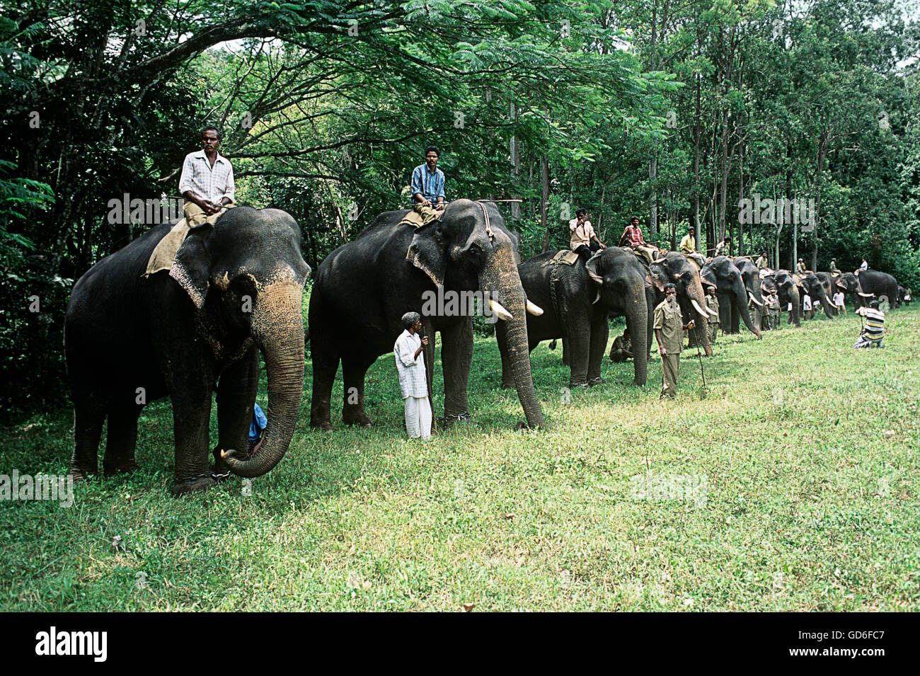 Elephant Day celebration Stock Photo