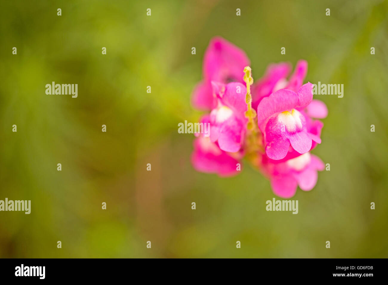 Flowering Common snapdragon (Antirrhinum majus) pink form. Photographed in Israel in April Stock Photo