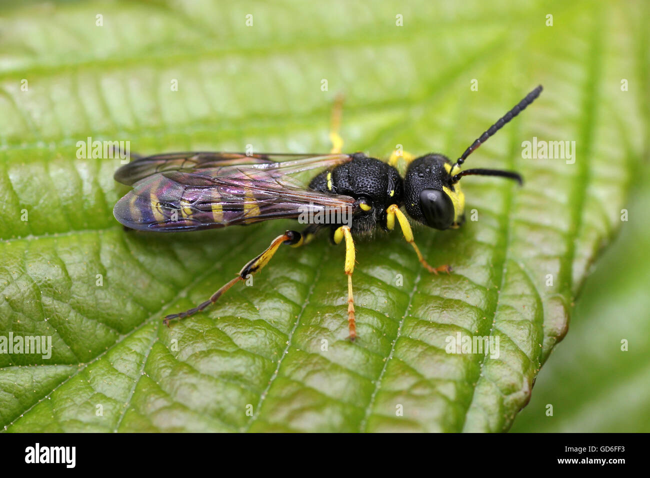 Sand Tailed Digger Wasp Cerceris arenaria Stock Photo