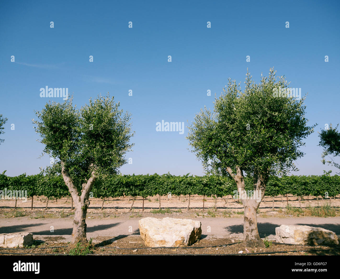 Grape vines and Olive Trees in a vineyard Photographed in Israel Stock