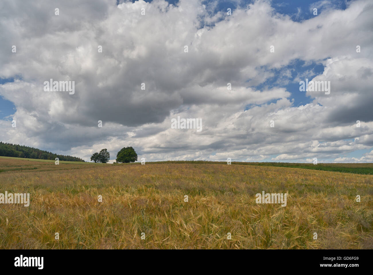 Picturesque clouds over fields of ripening grain Lower Silesia Poland Stock Photo