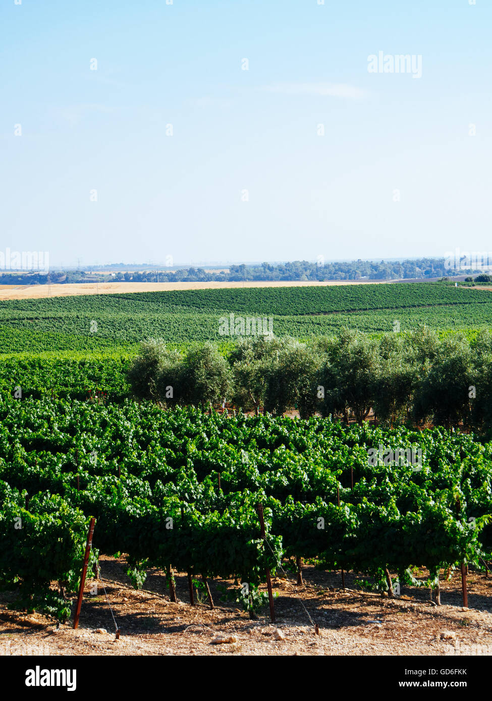 Grape vines and Olive Trees in a vineyard Photographed in Israel Stock Photo Alamy