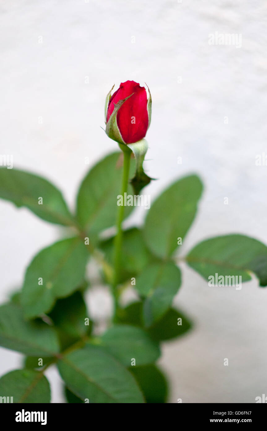 Red rose in a garden Stock Photo Alamy