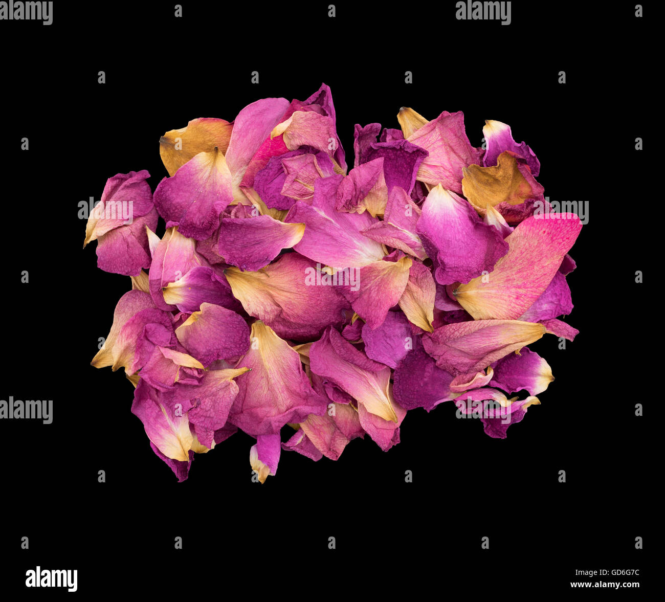 Rose petals withering and dying on a black background. Stock Photo