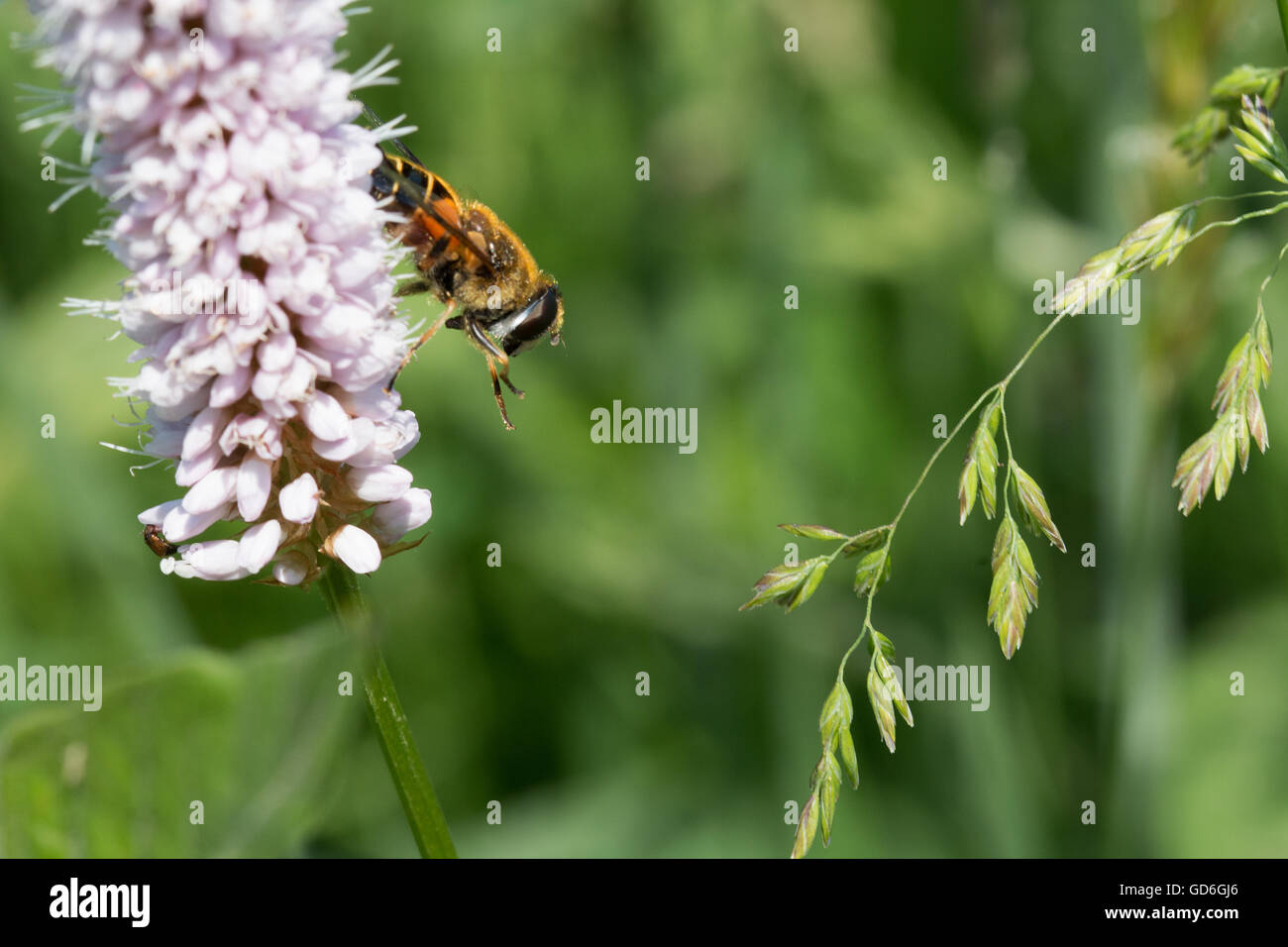 Biene an einer Pflanze putzt sich  Bee on a plant dressing up Stock Photo