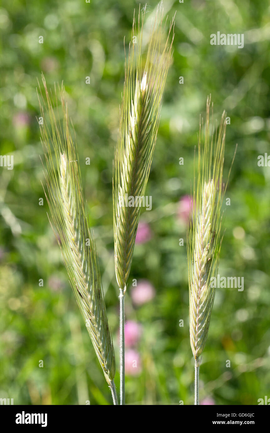 Drei grüne Getreideähren im Frühling  Three green grain ears in spring Stock Photo