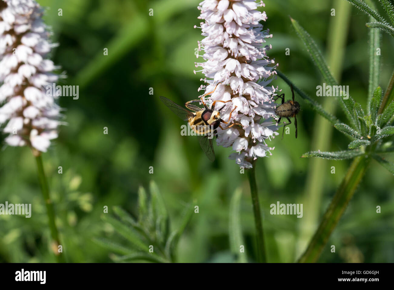 Gemeine Sonnenschwebfliege an einer Pflanze  Common hover fly on a plant Stock Photo