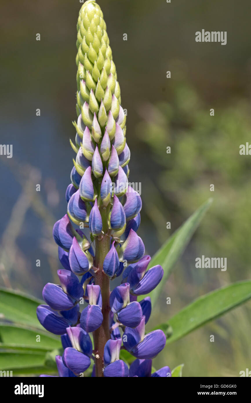 Lila blume hires stock photography and images Alamy