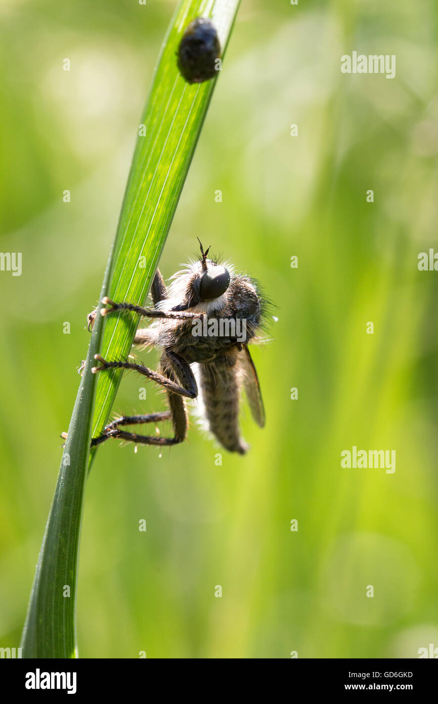 Raubfliege an einen Grashalm  Predator fly at blade of grass Stock Photo