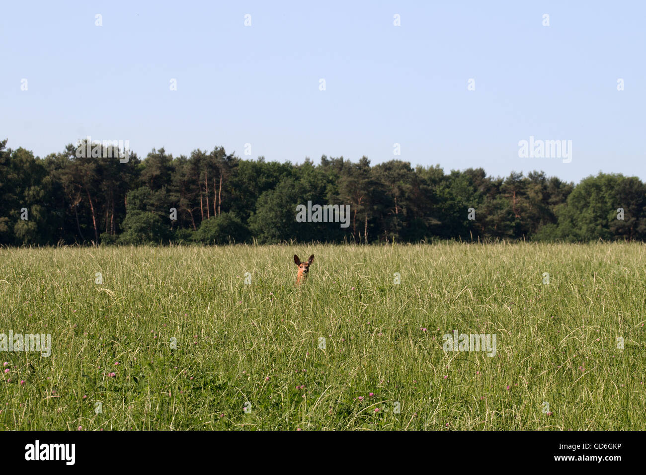 Reh versteckt sich auf einer Wiese in der Wulmstorfer Heide  Deer hiding in a meadow in Wulmstorfer heathland Stock Photo