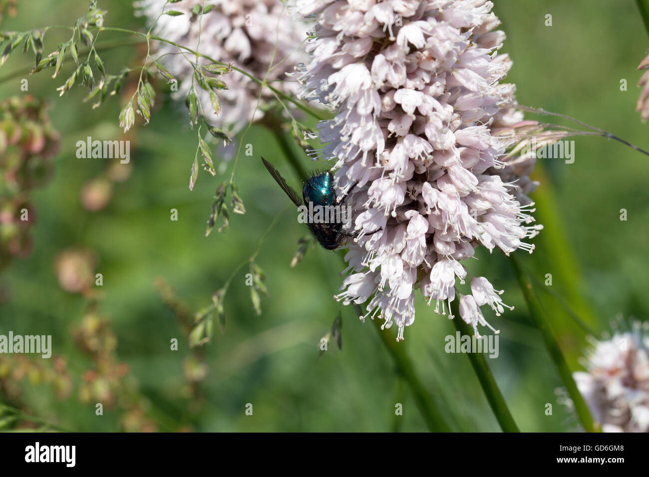 Totenfliege an einer Pflanze  Dead fly on a plant Stock Photo