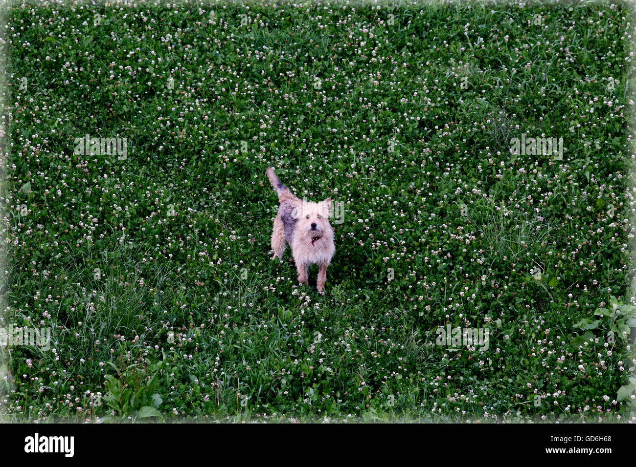 dog in the grass Stock Photo - Alamy